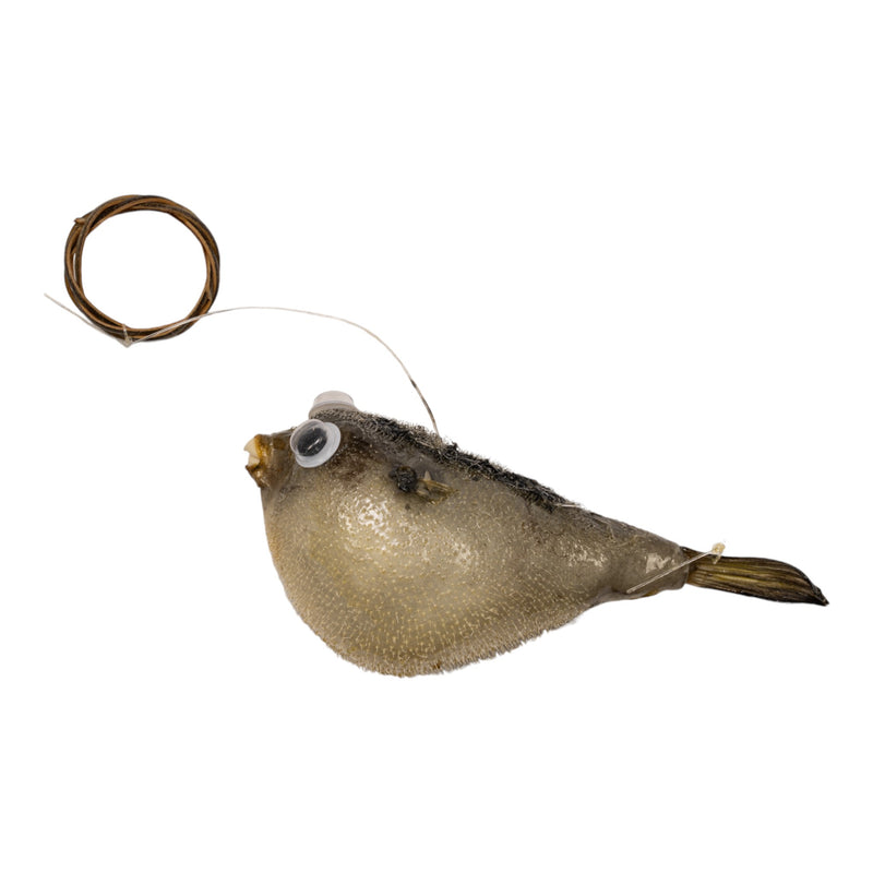 Real Pufferfish on String (2-3 inch)