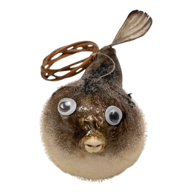 Real Pufferfish on String (2-3 inch)