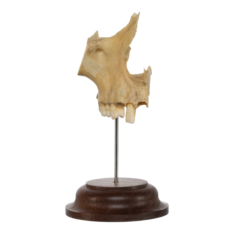 Real Human Maxillary Bone on Stand