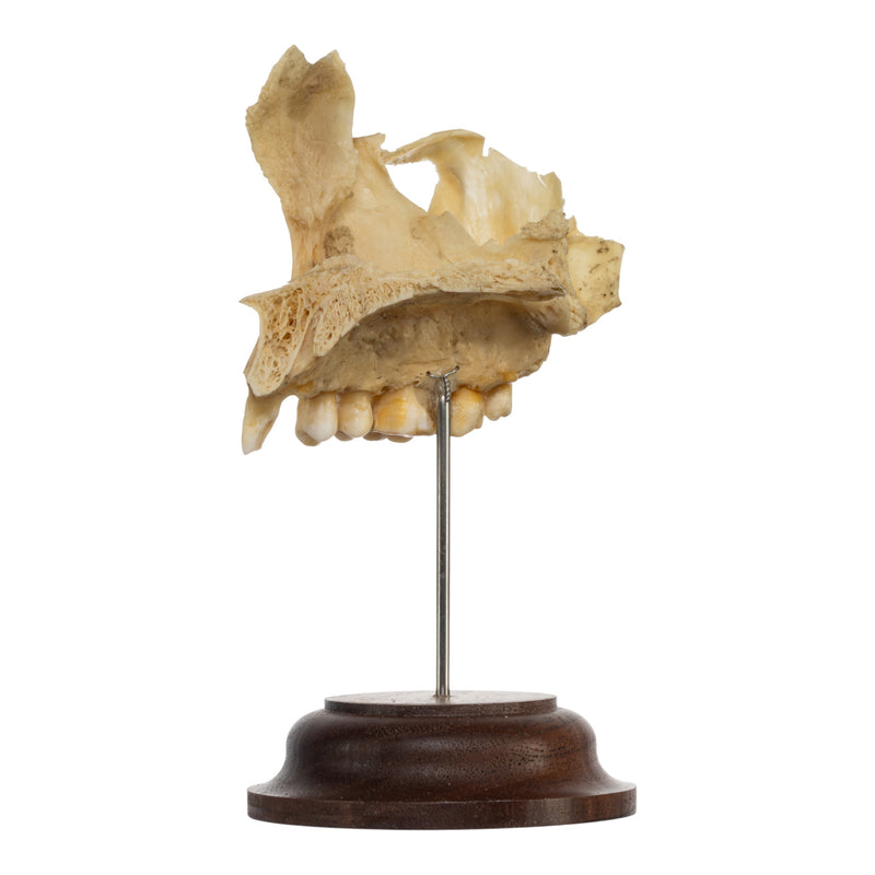 Real Human Maxillary Bone on Stand