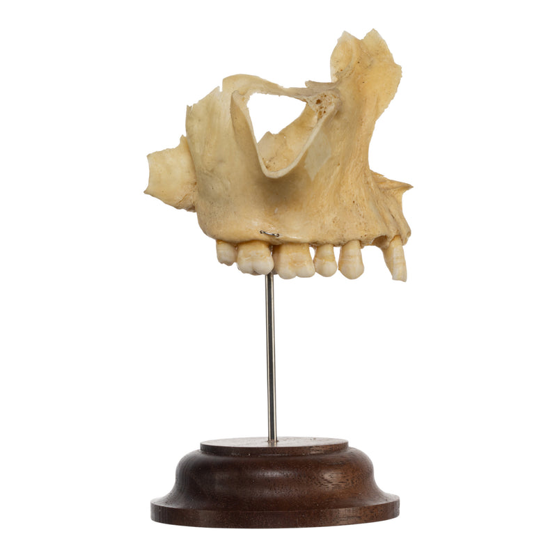 Real Human Maxillary Bone on Stand
