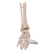 Real Human Right Foot with Partial Tibia and Fibula