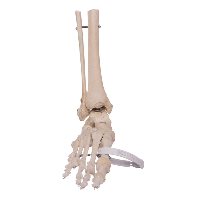 Real Human Foot with Partial Tibia and Fibula