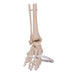 Real Human Foot with Partial Tibia and Fibula