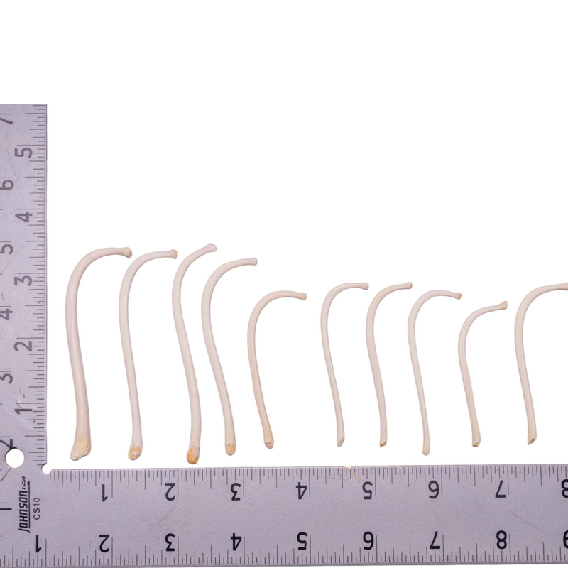 Real Bag-O-Raccoon Baculum