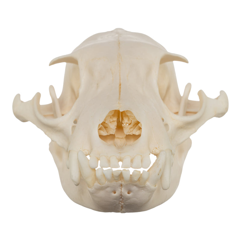 Real Aardwolf Skull
