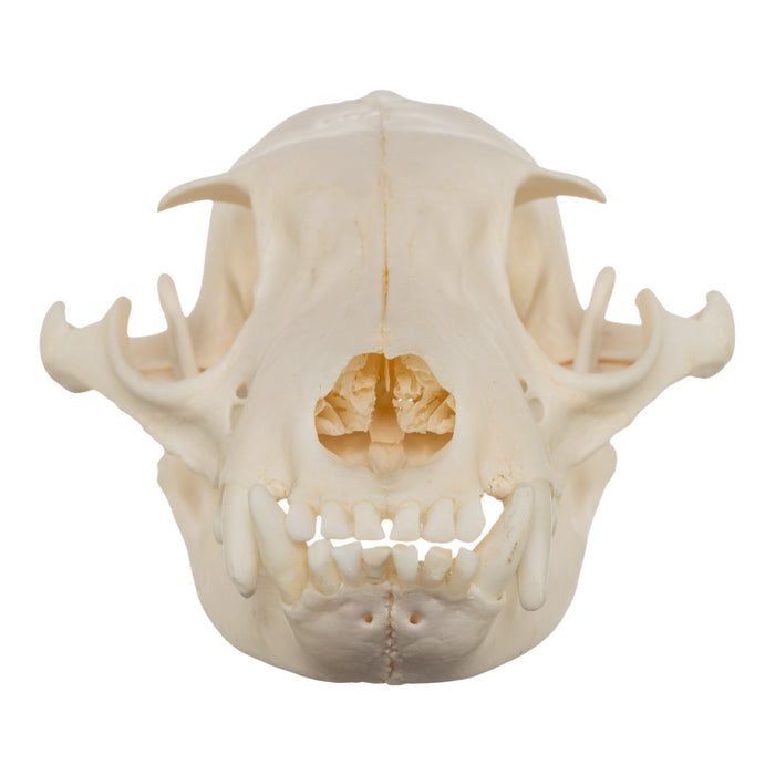Real Aardwolf Skull