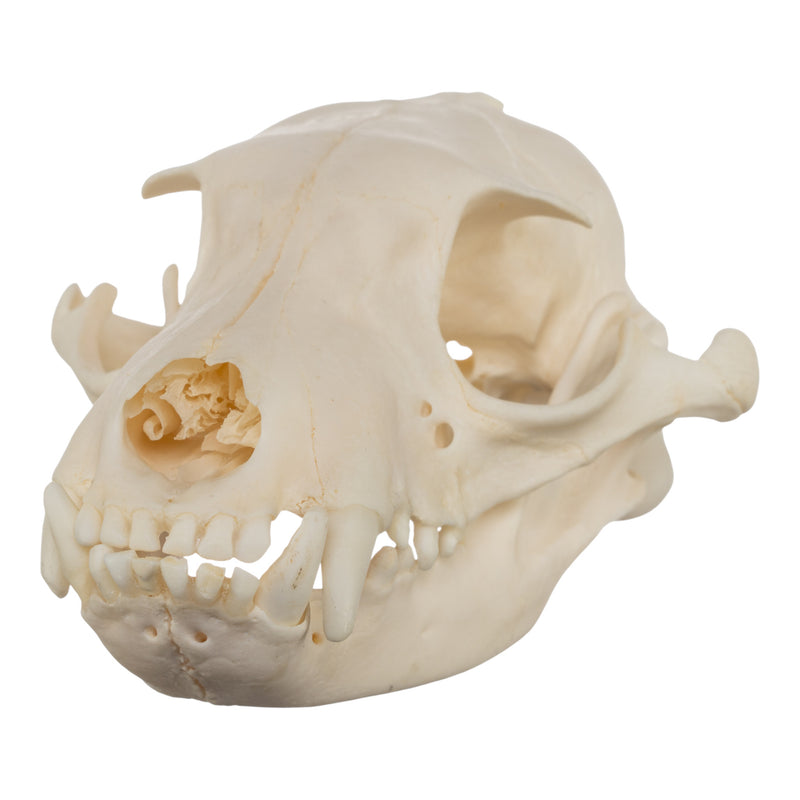 Real Aardwolf Skull