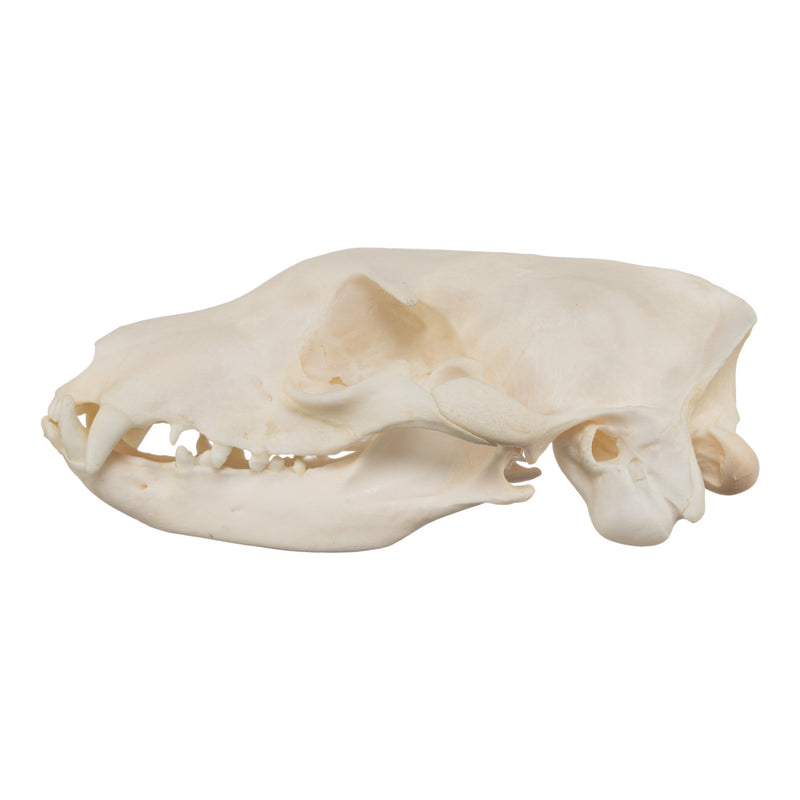 Real Aardwolf Skull