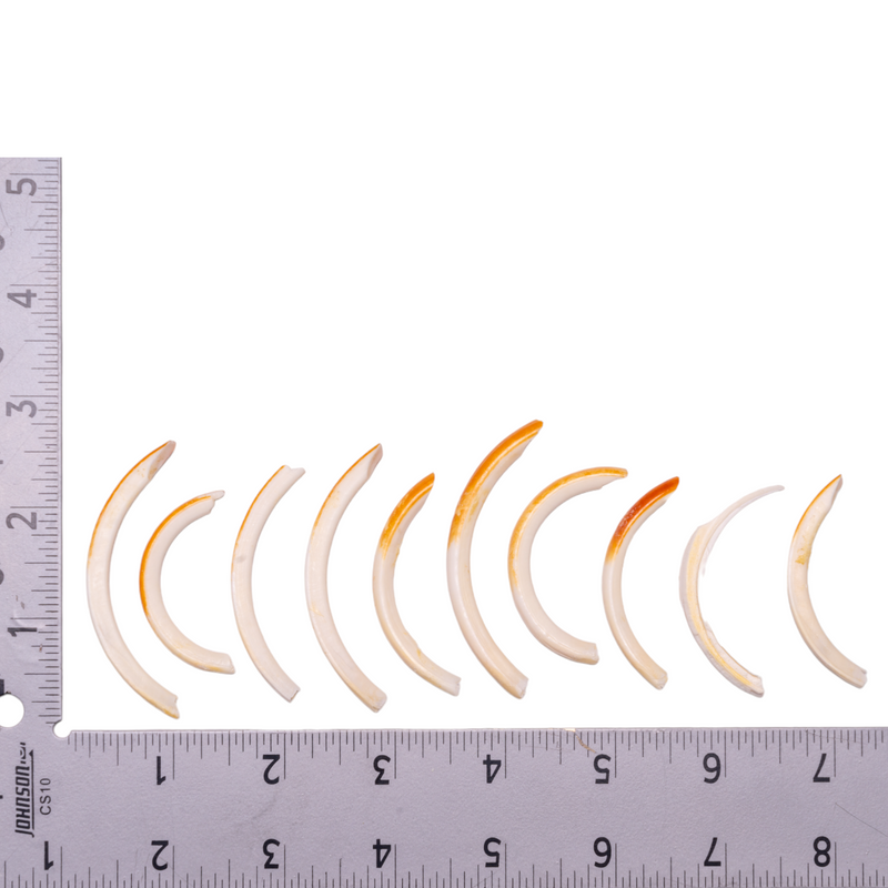 Real Bag-O-Rodent Incisors