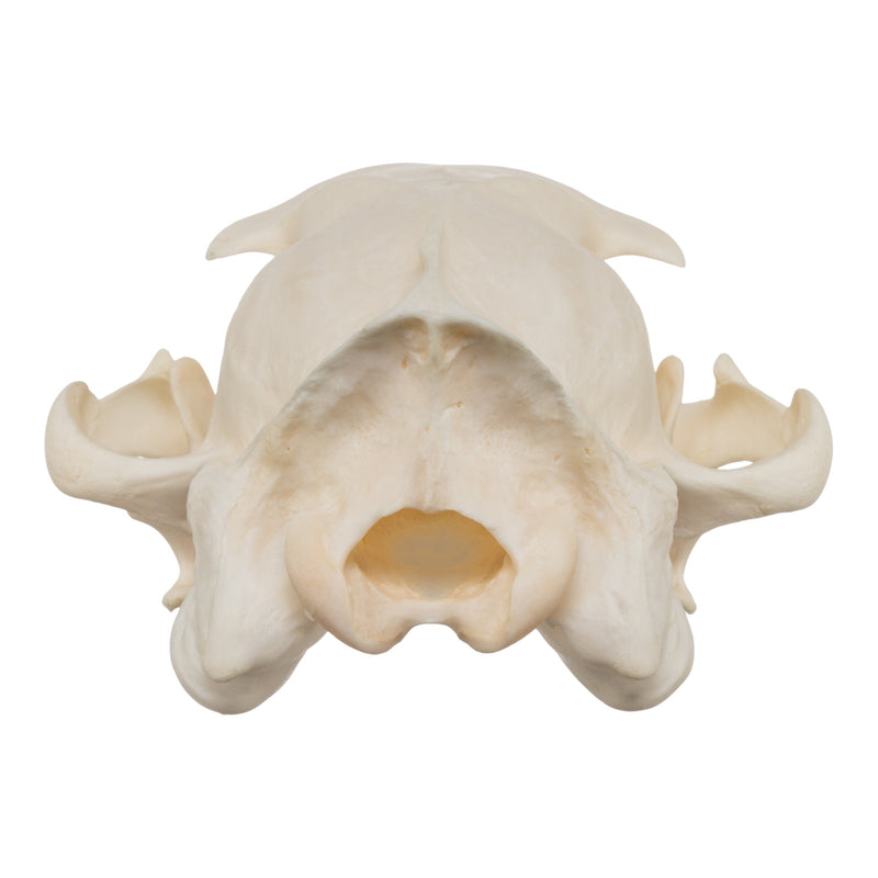 Real Aardwolf Skull