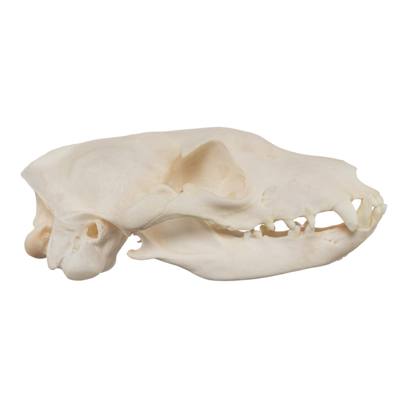 Real Aardwolf Skull