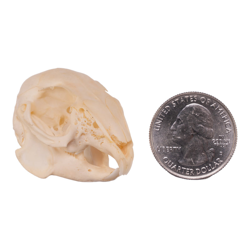 Real Rabbit Skull - Juvenile