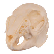 Real Rabbit Skull - Juvenile