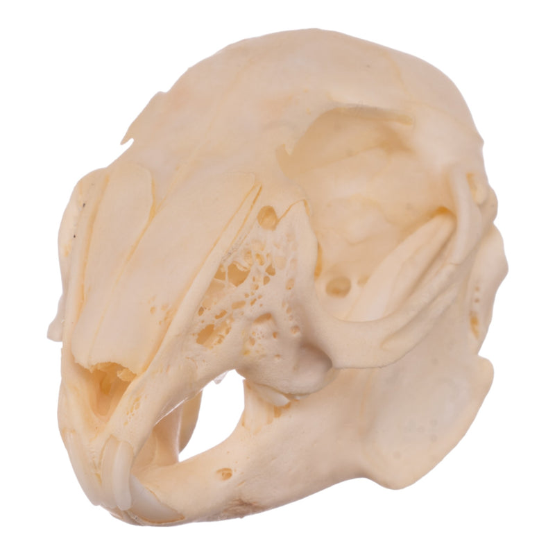 Real Rabbit Skull - Juvenile