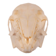 Real Rabbit Skull - Juvenile