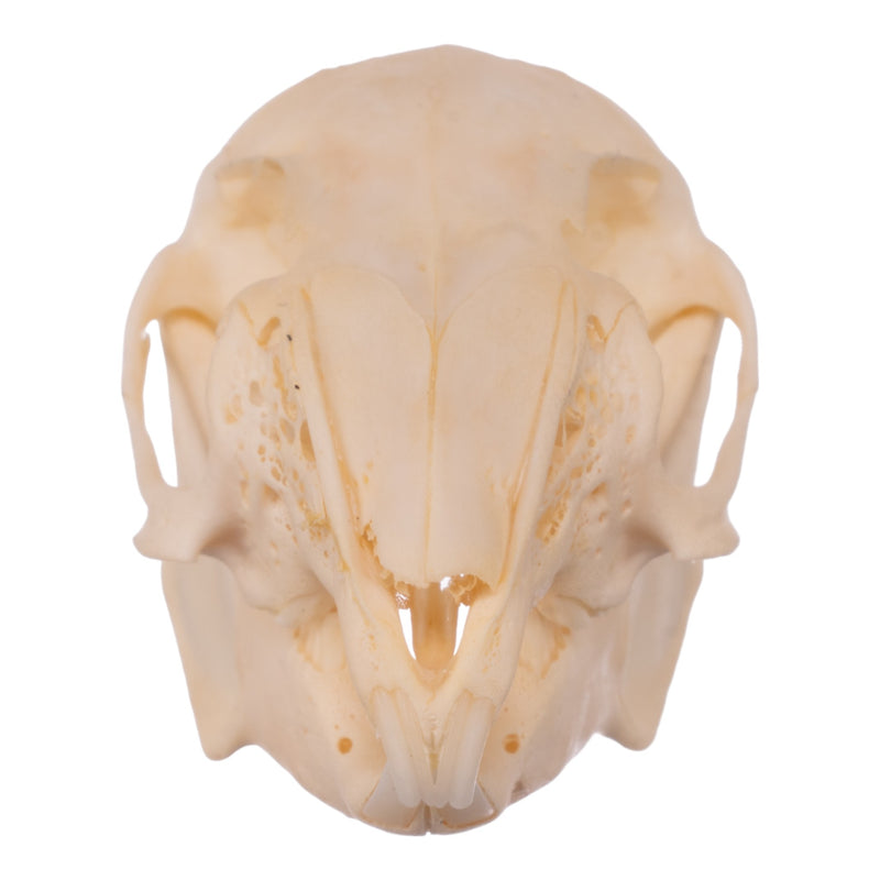 Real Rabbit Skull - Juvenile