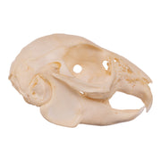 Real Rabbit Skull - Juvenile