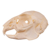 Real Rabbit Skull - Juvenile