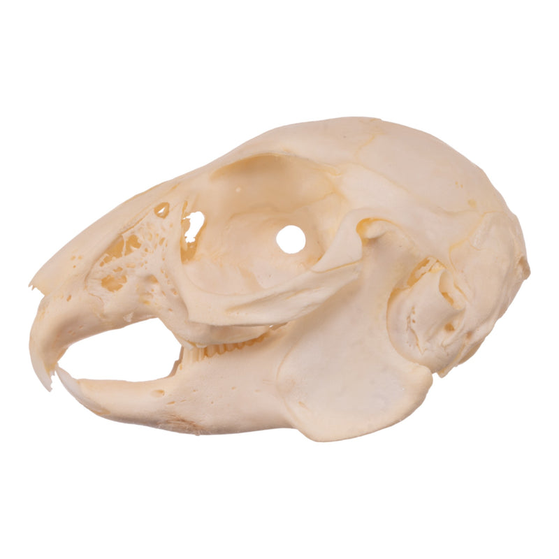 Real Rabbit Skull - Juvenile