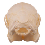 Real Rabbit Skull - Juvenile