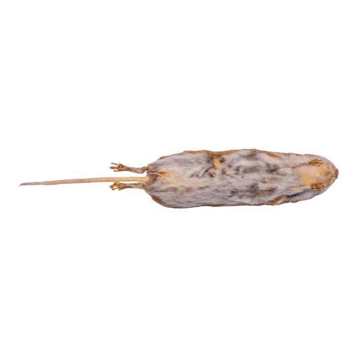 Real White-footed Mouse Study Skin