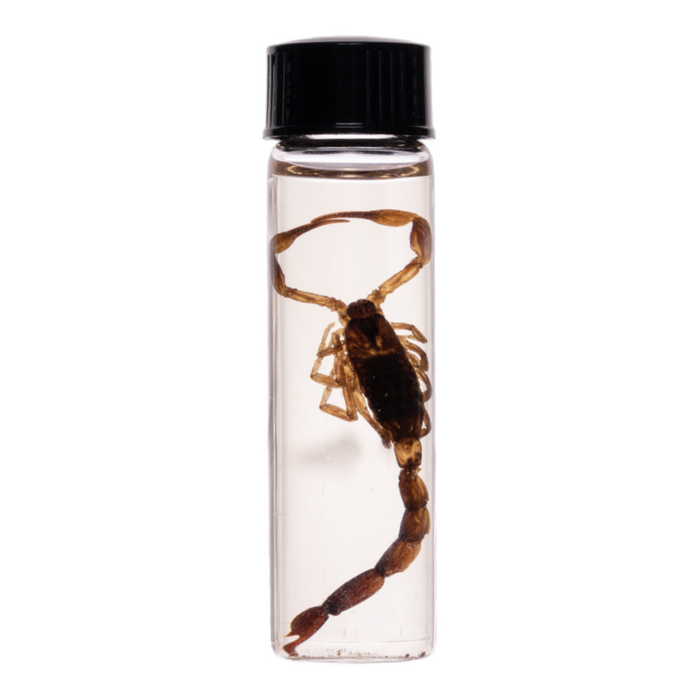 Real Wet Specimen in Alcohol - Scorpion