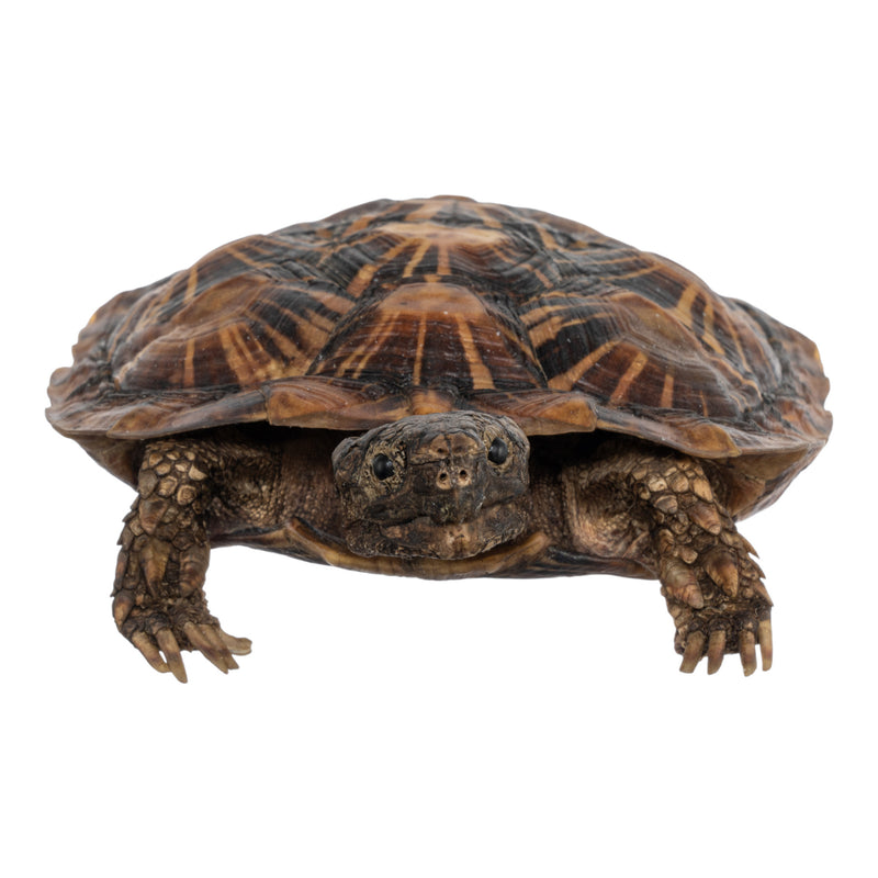 Real Freeze-dried Pancake Tortoise