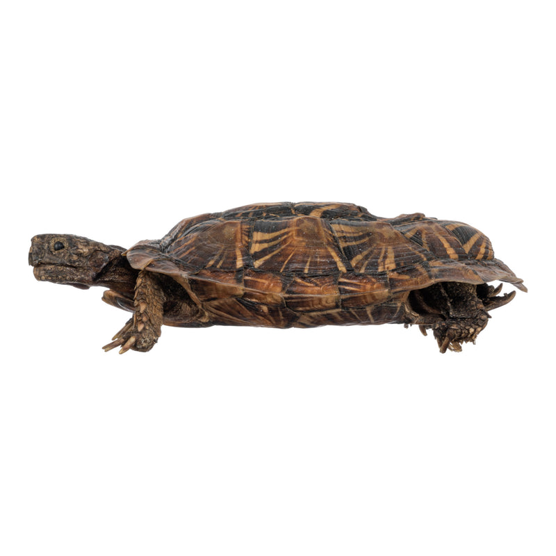 Real Freeze-dried Pancake Tortoise