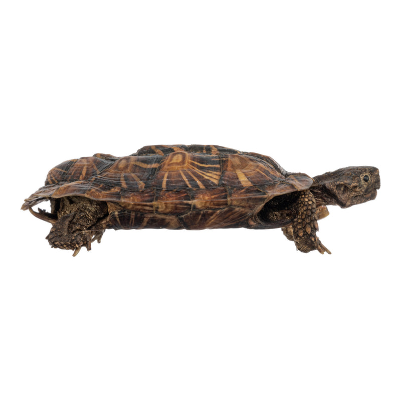 Real Freeze-dried Pancake Tortoise
