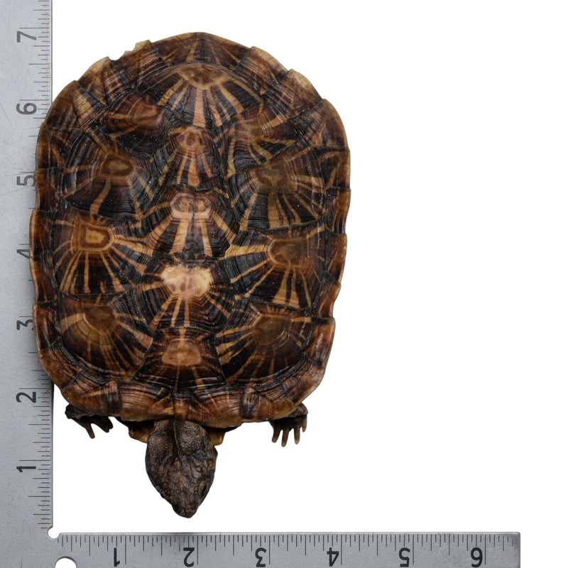 Real Freeze-dried Pancake Tortoise