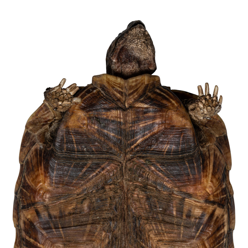 Real Freeze-dried Pancake Tortoise