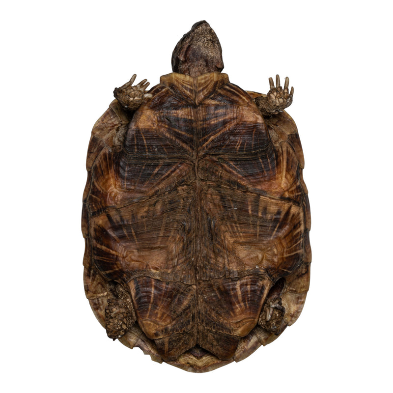 Real Freeze-dried Pancake Tortoise
