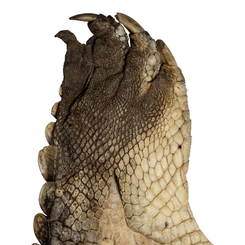Real Nile Crocodile Leg Hide