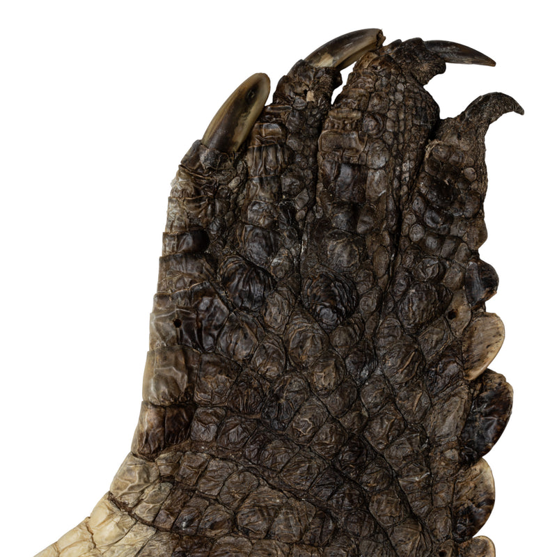 Real Nile Crocodile Leg Hide