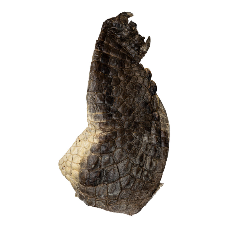 Real Nile Crocodile Leg Hide
