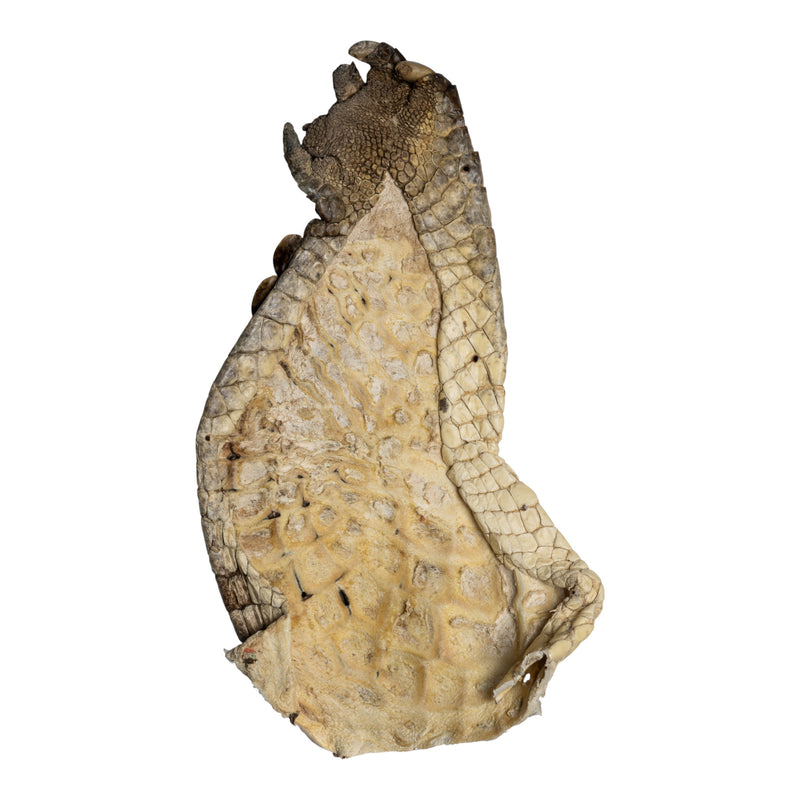 Real Nile Crocodile Leg Hide