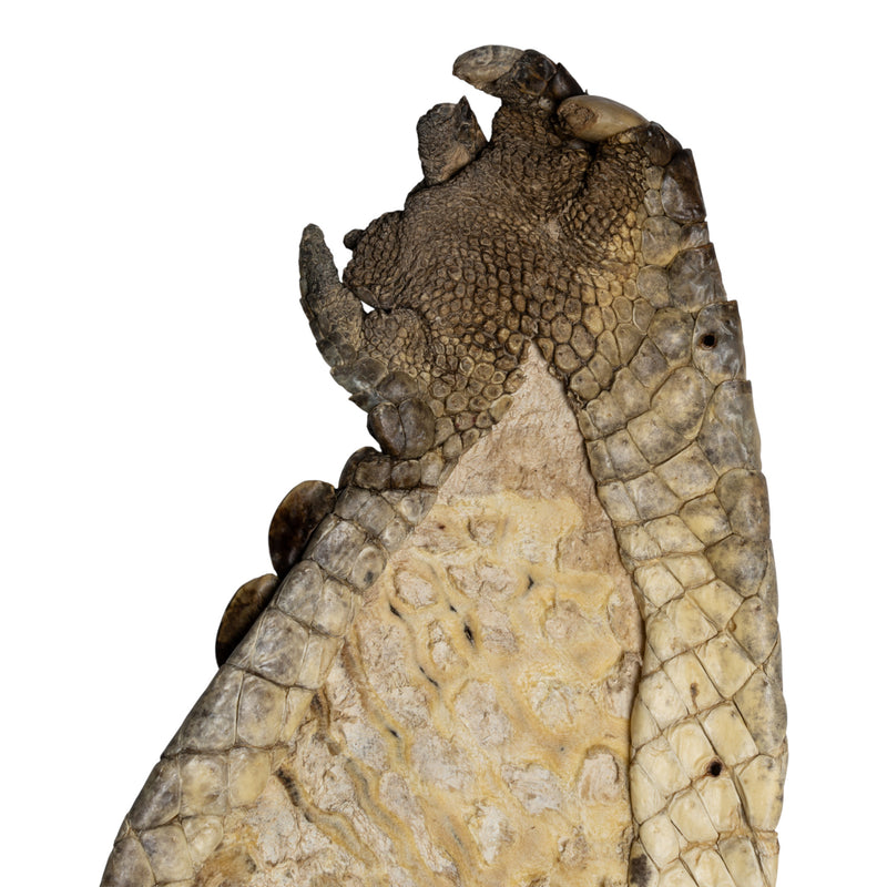 Real Nile Crocodile Leg Hide