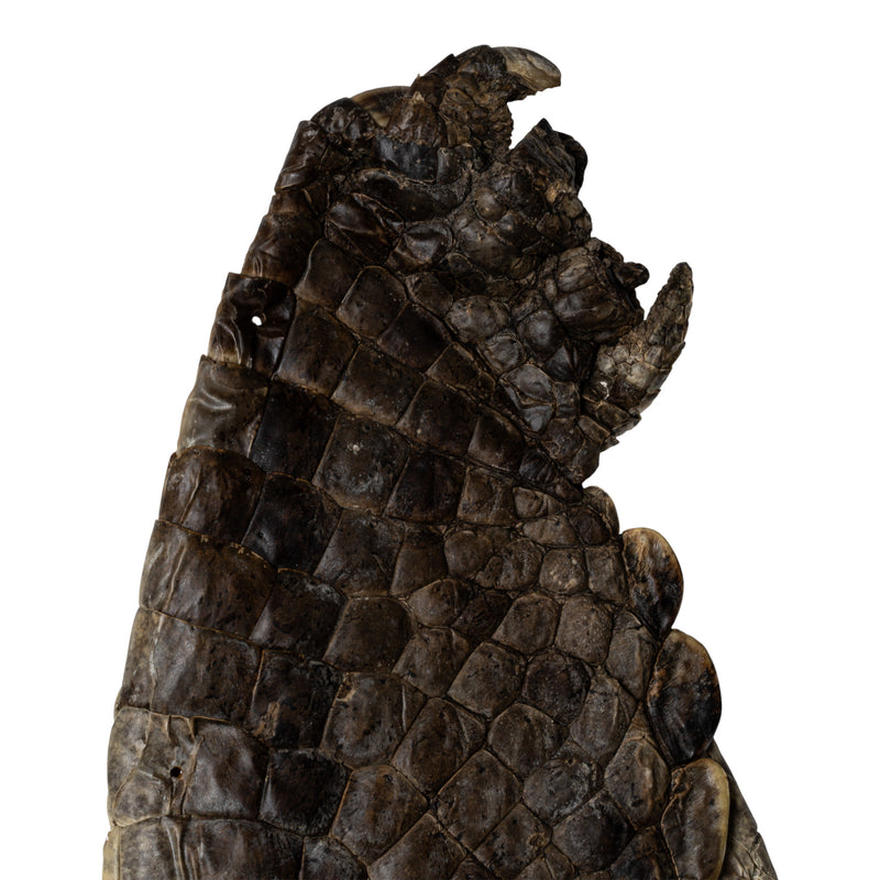 Real Nile Crocodile Leg Hide