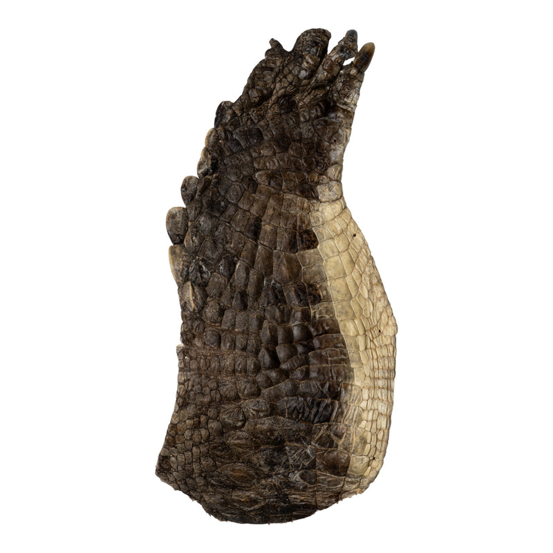 Real Nile Crocodile Leg Hide