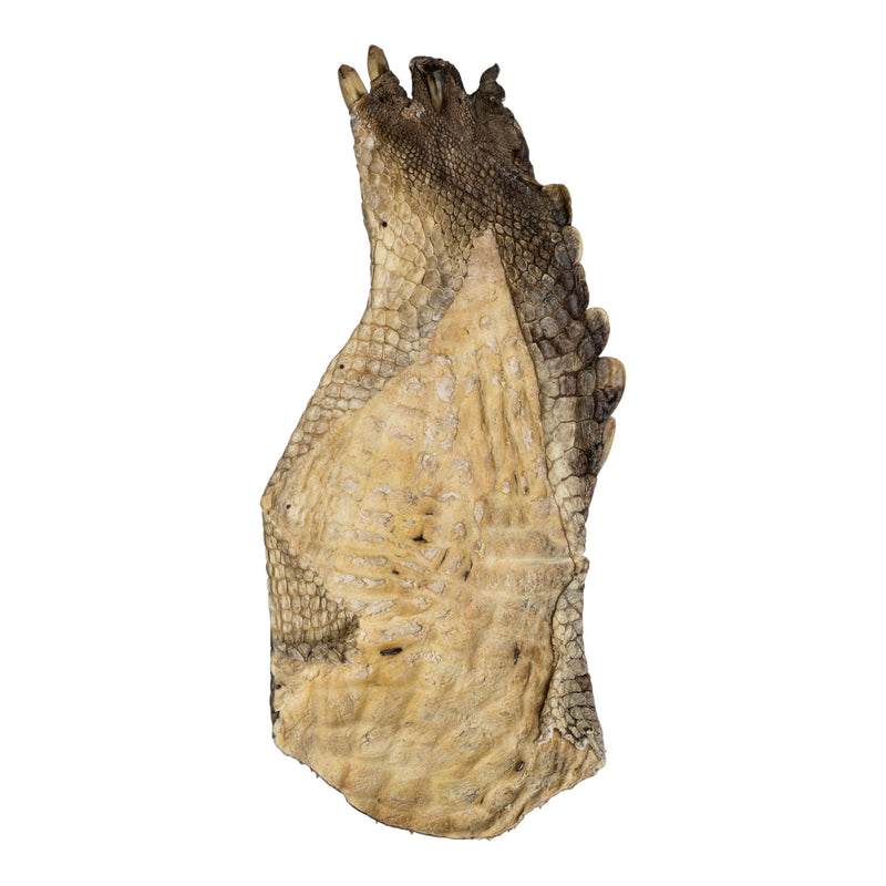 Real Nile Crocodile Leg Hide