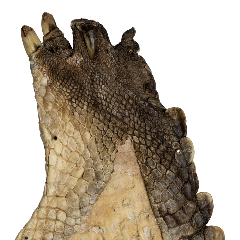 Real Nile Crocodile Leg Hide