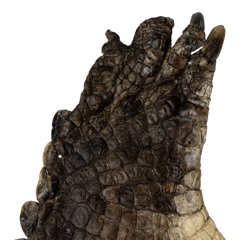 Real Nile Crocodile Leg Hide