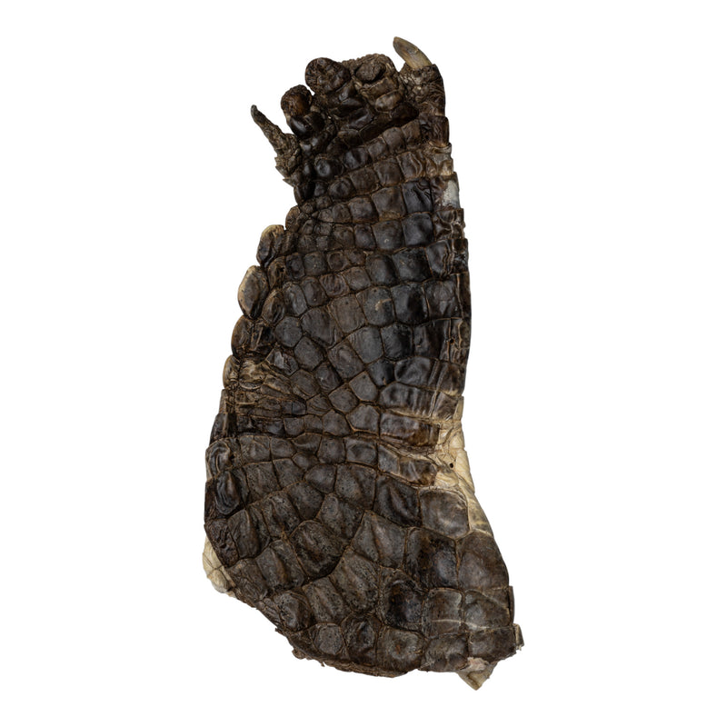 Real Nile Crocodile Leg Hide