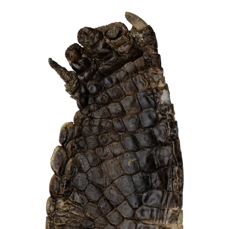 Real Nile Crocodile Leg Hide