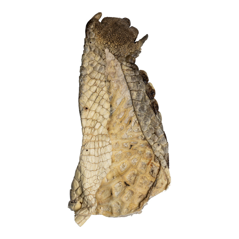 Real Nile Crocodile Leg Hide