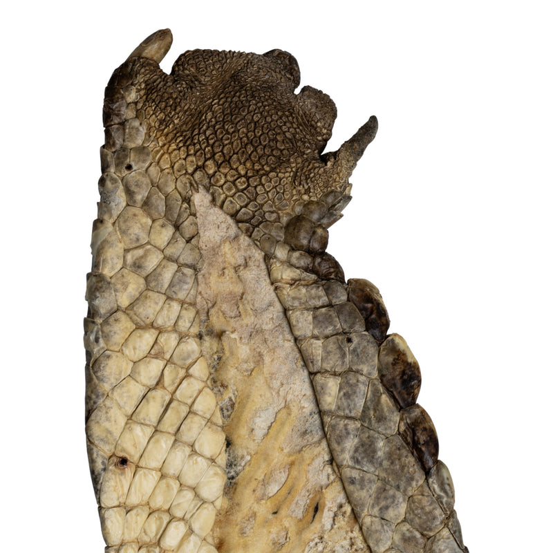 Real Nile Crocodile Leg Hide