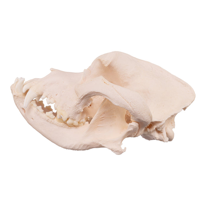 Real Domestic Dog Skull - Mastiff