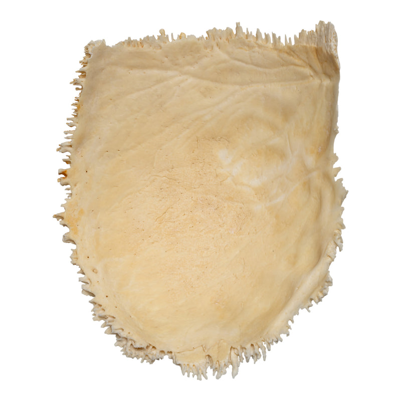 Real Human Parietal Bone