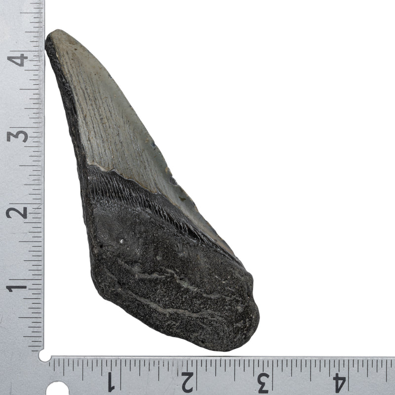 Real Megalodon Tooth - Half